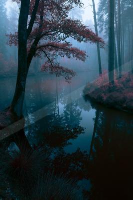 A serene water scene of lake, forest, river.
