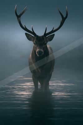 A moody wildlife photo of deer.