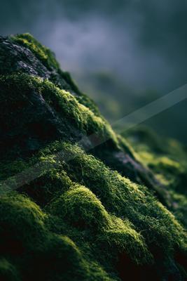 A moody nature scene of plants, field, forest.