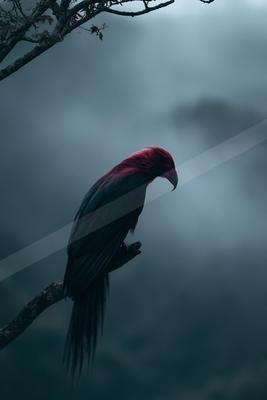 A night wildlife photo of bird.