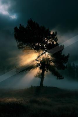 A dramatic sky scene of sunrise, trees, sunset.
