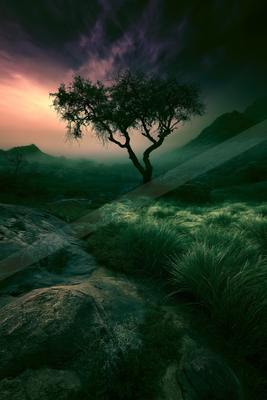 A night nature scene of trees, valley, fog.