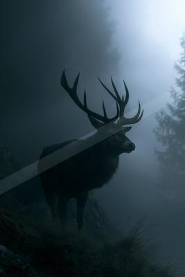 A large male deer with impressive antlers stands on a grassy hillside in a dark, foggy forest, looking to the right.