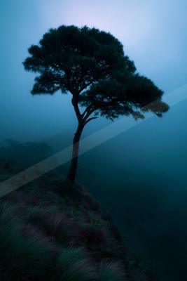 A solitary tree stands silhouetted on a grassy mountain ridge enveloped in thick blue fog and mist.