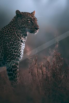 A black-and-white moody wildlife photo of wildlife.