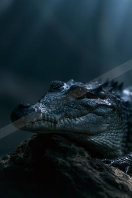 A moody wildlife photo of wildlife.