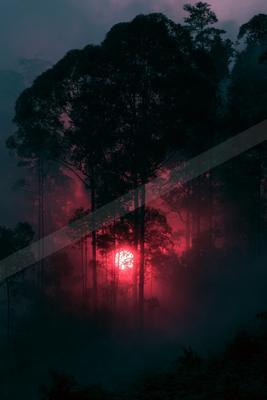 A night nature scene of forest, sunrise, fog.