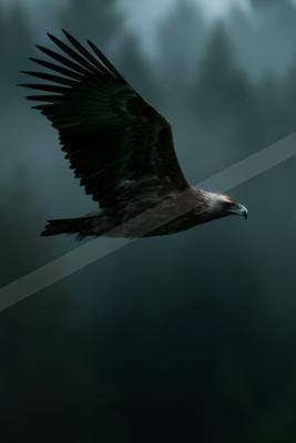A large eagle with dark brown feathers and a white head soars with wings fully spread against a foggy, dark forest background.