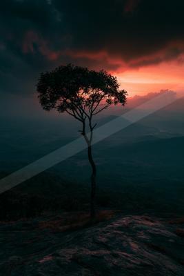 A serene nature scene of trees.