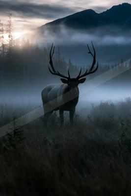 A large bull elk with impressive antlers stands in a foggy meadow with mountains and forest in the background at dawn or dusk.