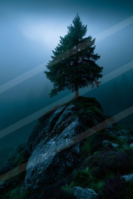 A mysterious high contrast nature scene of a pine tree, fog.