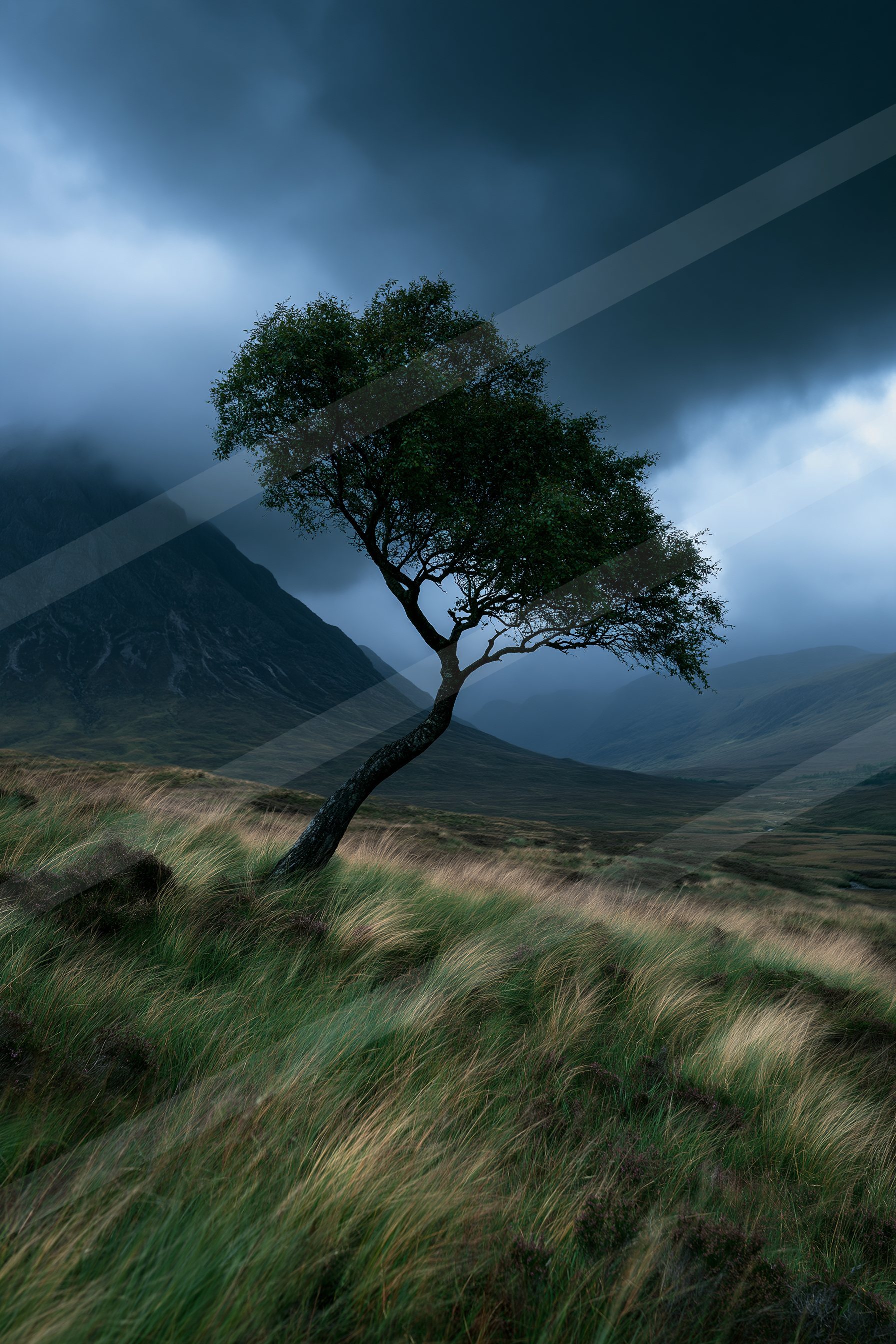 A dramatic high contrast nature scene of an oak tree.