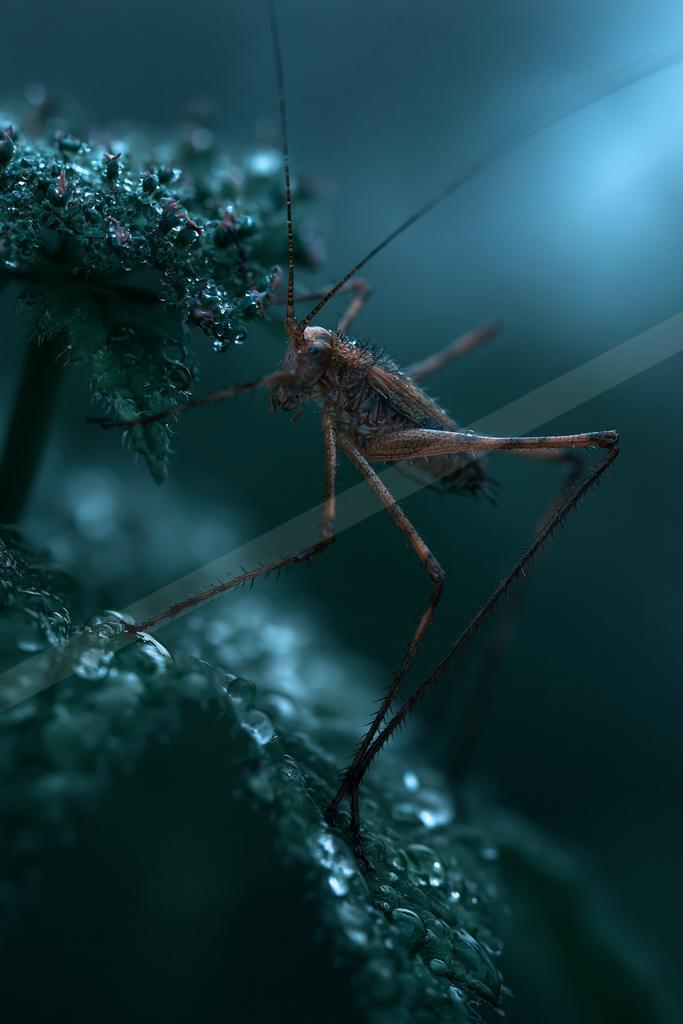 A moody wildlife photo of wildlife.