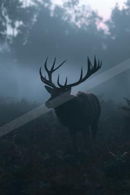 A moody wildlife photo of a deer, fog.