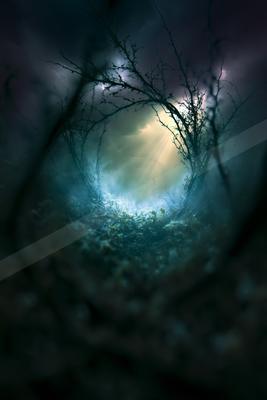 A night nature scene of forest, trees, still life.