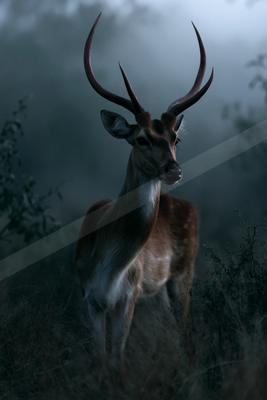 A majestic brown stag with large curved antlers stands alert in a misty forest, surrounded by tall grass and fog-shrouded trees.
