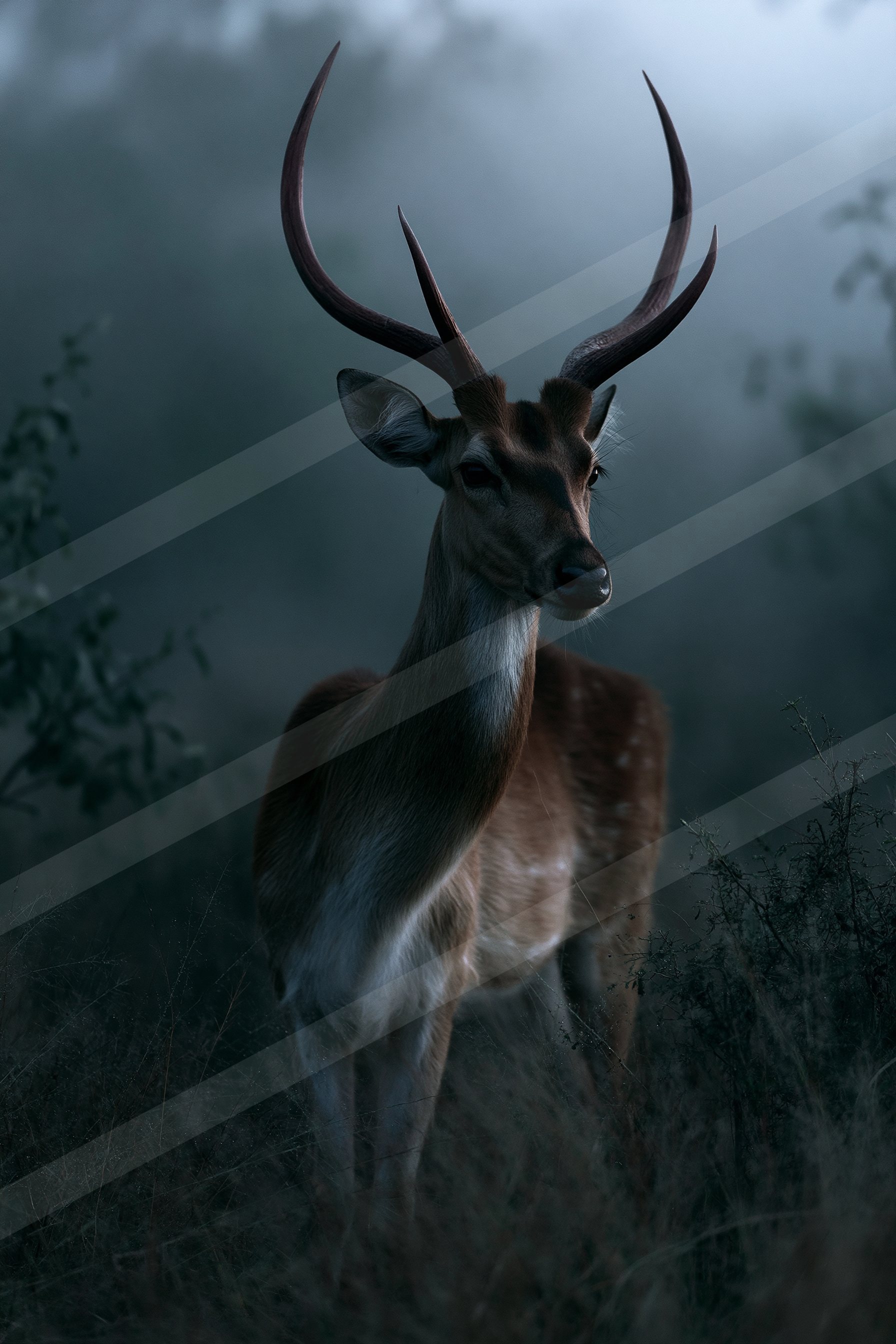 Misty foggy forest.