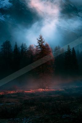A night nature scene of forest, trees.