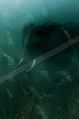 A moody wildlife photo of wildlife.