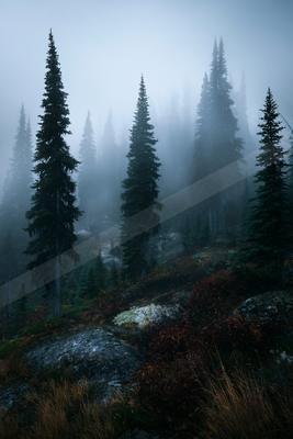 A serene nature scene of forest, mountains, field.