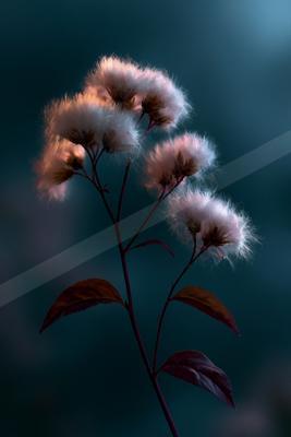 A plant with fluffy white seed heads illuminated by dramatic side lighting against a dark teal background.