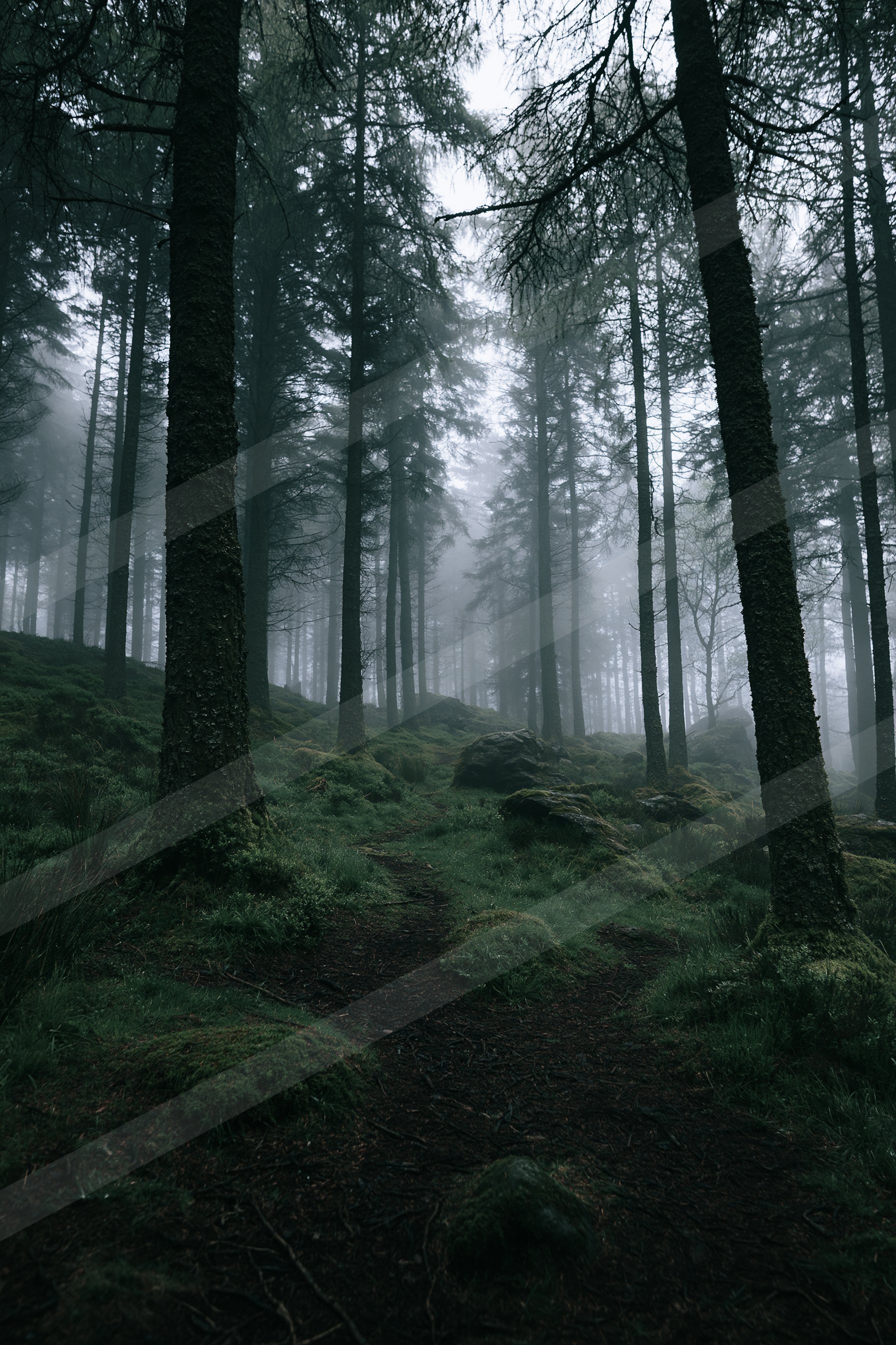 A mysterious nature scene of a forest, fog.