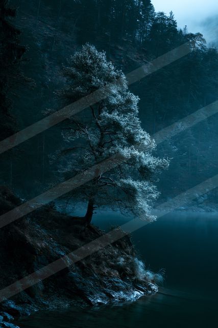 A mysterious high contrast nature scene of an oak tree, fog.