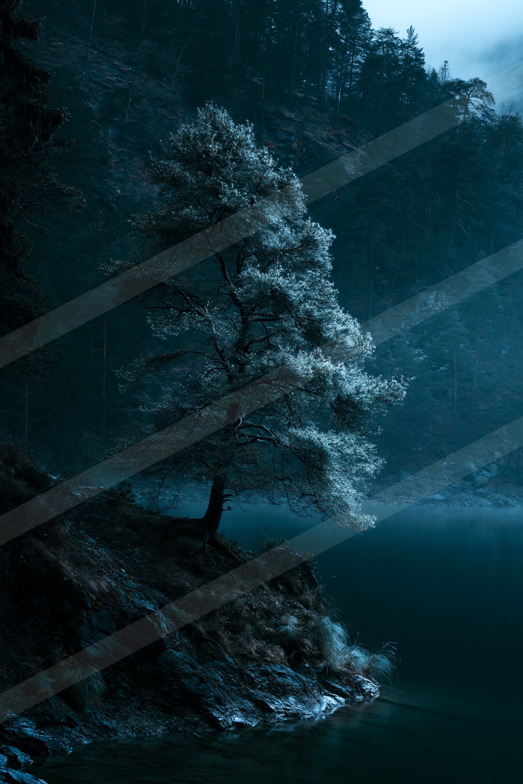 A mysterious high contrast nature scene of an oak tree, fog.