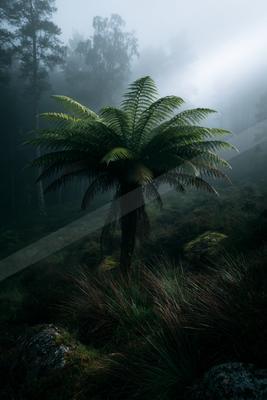A moody nature scene of trees, forest, fog.