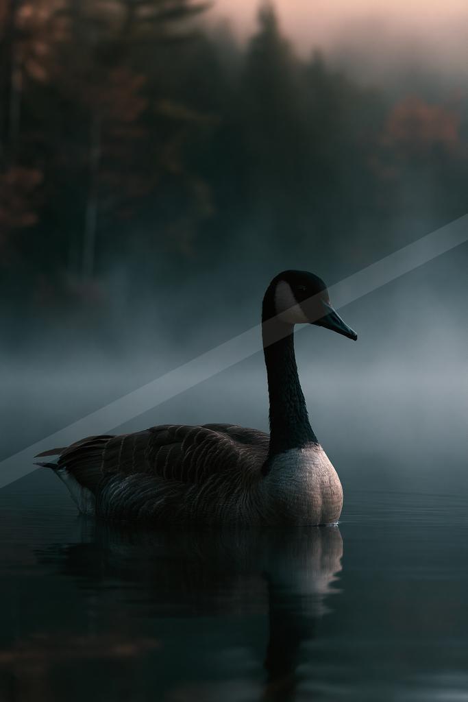 A Canada goose floats calmly on a still lake, its reflection visible in the water, with a foggy forest in the background during early morning light.
