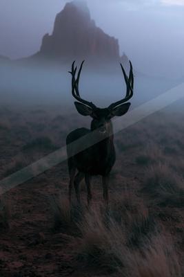 A large dark buck with prominent antlers stands alert in a foggy arid landscape with a rocky mountain in the background.