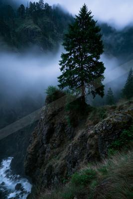 A solitary evergreen tree stands on a rocky cliff edge surrounded by thick fog, with a rushing river visible in the gorge below and forested mountains in the ba