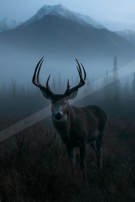 A night wildlife photo of wildlife, mountains, fog.