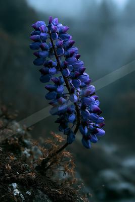 A moody nature scene of flowers.