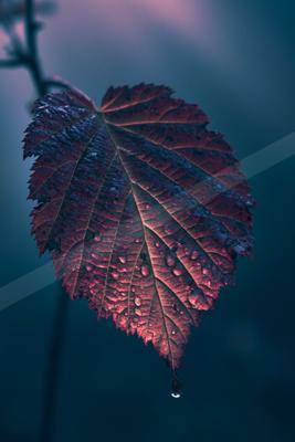 A moody nature scene of plants, still life.