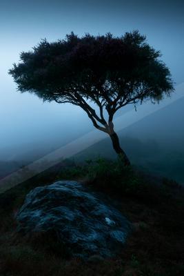 A mysterious high contrast nature scene of an oak tree, fog.