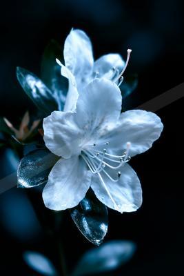 A moody nature scene of flowers.