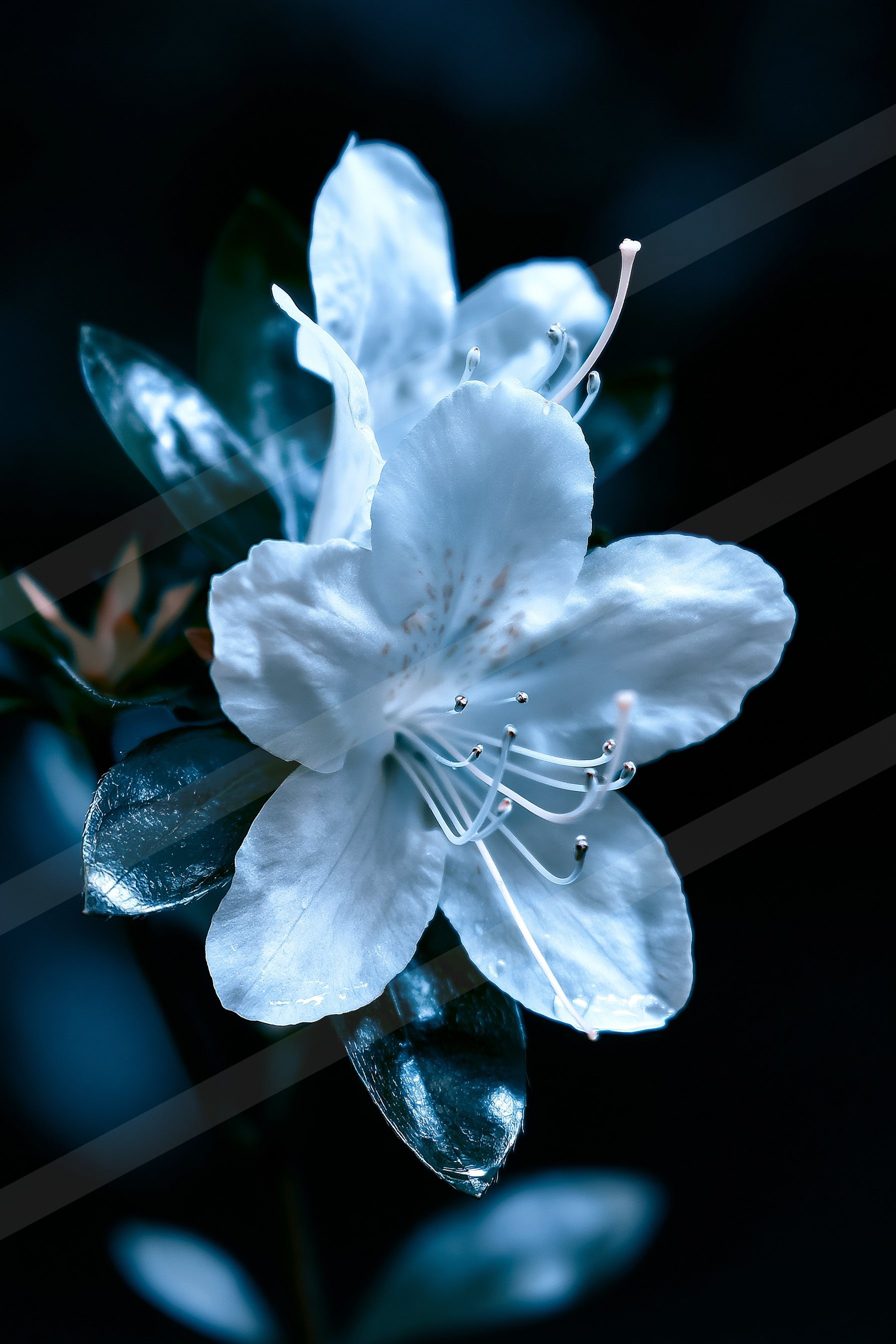A moody macro nature scene of a flowers.