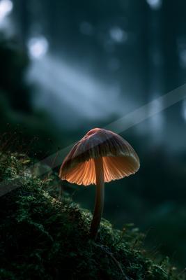 A night nature scene of forest.