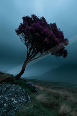 A serene nature scene of trees.