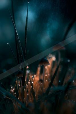 A moody water scene of ocean, forest.