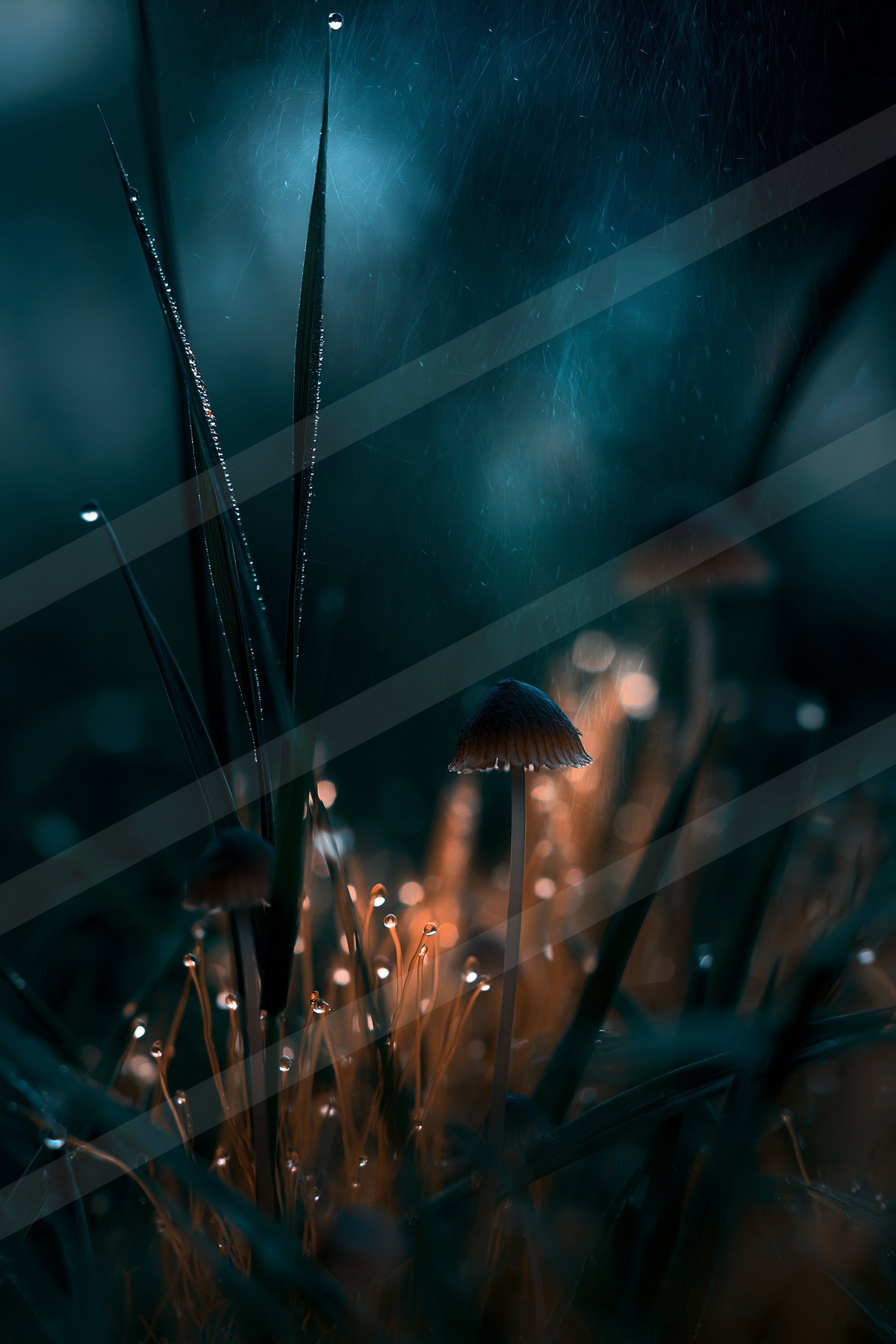 A mystical forest scene featuring glowing mushrooms and dew-covered grass under moonlit skies.