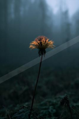 A vibrant orange flower stands out against a dark, misty forest backdrop.