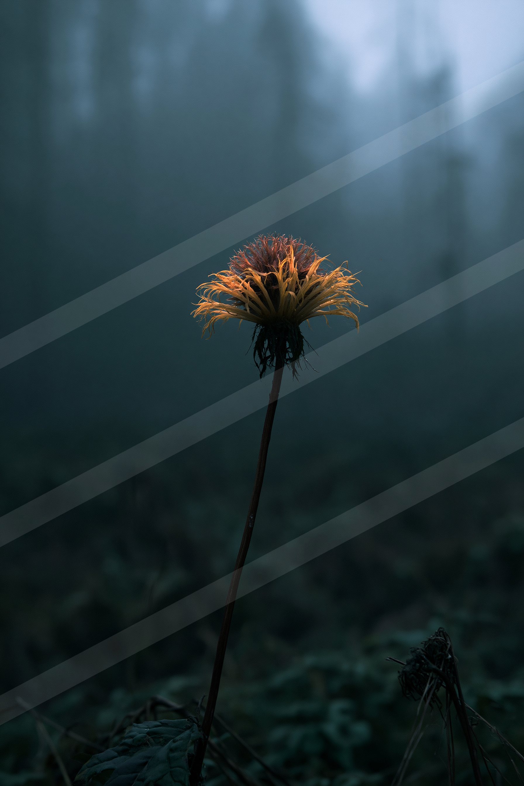 A vibrant orange flower stands out against a dark, misty forest backdrop.