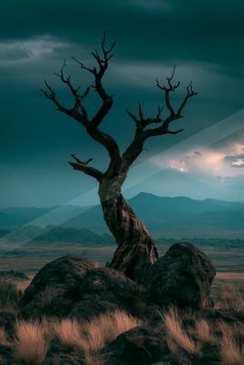 A moody nature scene of trees, storm.