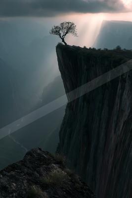 A lone tree stands resiliently on the edge of a steep cliff overlooking a misty valley, bathed in soft sunset light.