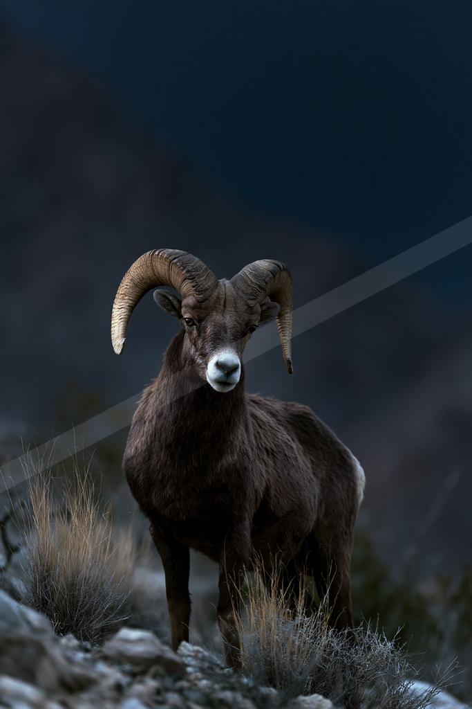 A moody wildlife photo of wildlife.