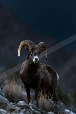 A moody wildlife photo of wildlife.