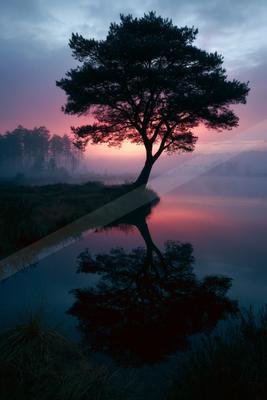 A lone pine tree stands silhouetted on a small grassy peninsula, its perfect reflection mirrored in the calm water below, with a vibrant pink and purple sky at 