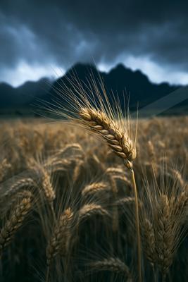 A moody landscape of field.